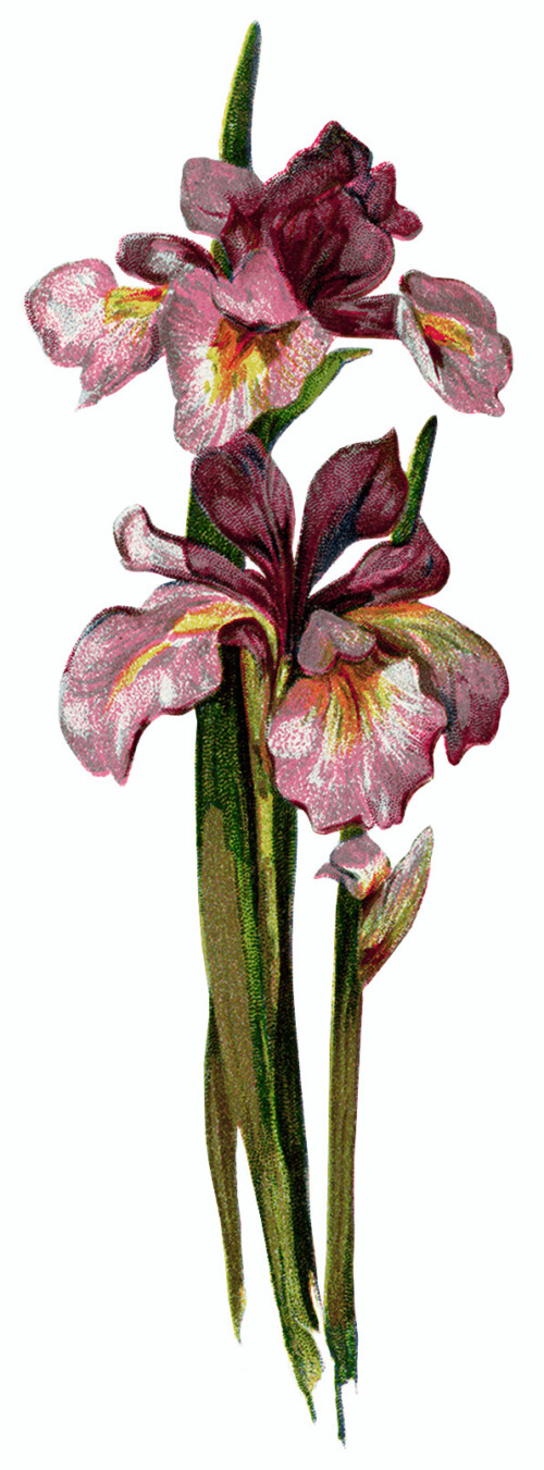 open book pages, vintage purple iris, today by emerson, antique book graphics, vintage flower clip art
