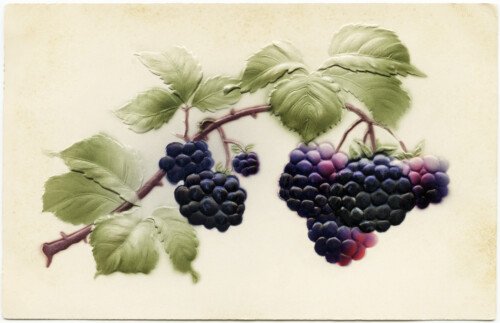 Free vintage clip art purple fruit black berries postcard