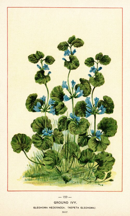 Free vintage clip art ground ivy botanical