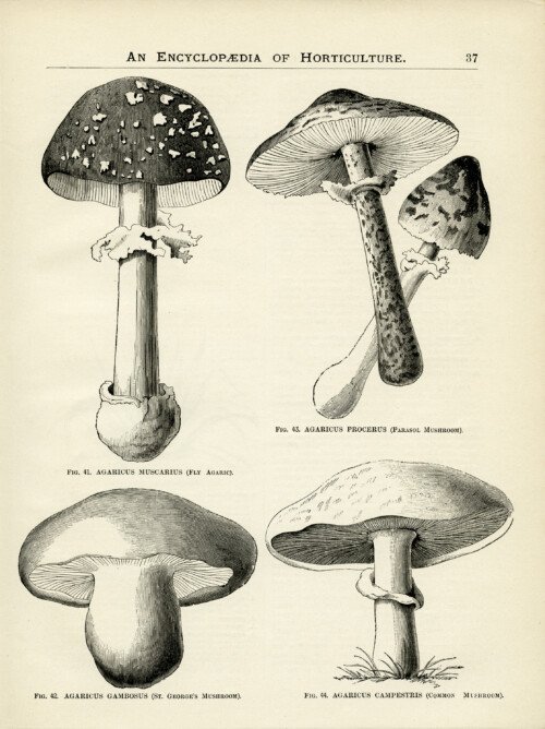 vintage botanical graphics, clip art mushroom, black and white garden clipart, mushroom illustration, old book page 