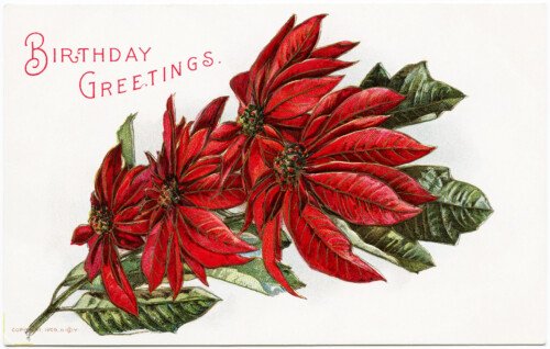 Free vintage clip art poinsettia postcard birthday greetings