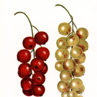 jacob biggle berry book image, vintage fruit clipart, cherry white grape image, food clip art, cherries grapes old illustration