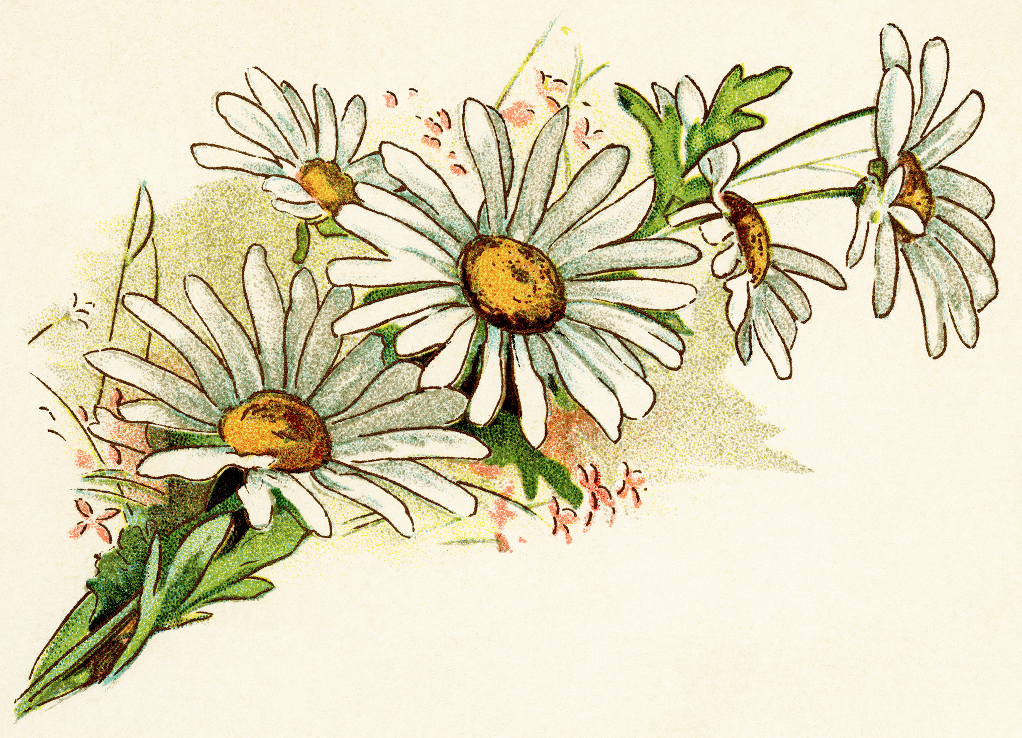 vintage daisy image, free digital floral graphics, cluster of daisies illustration, old fashioned daisy clipart, bouquet of daisies printable
