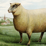mrs beeton's southdown wether, vintage sheep clip art, free lamb image, printable animal graphics, farm sheep illustration