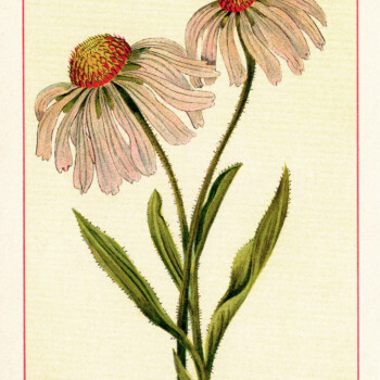 vintage floral image, purple corn flower illustration, botanical flower clip art, antique flower clipart, pink flower printable graphic