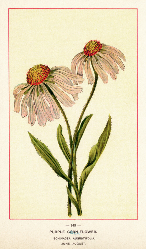 vintage floral image, purple corn flower illustration, botanical flower clip art, antique flower clipart, pink flower printable graphic