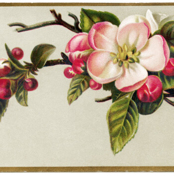 Free Vintage Image ~ Apple Blossoms Victorian Card