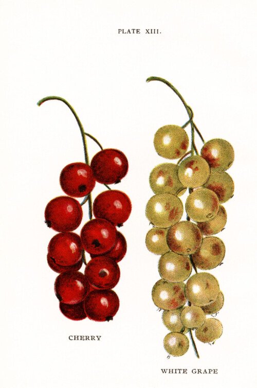 jacob biggle berry book image, vintage fruit clipart, cherry white grape image, food clip art, cherries grapes old illustration