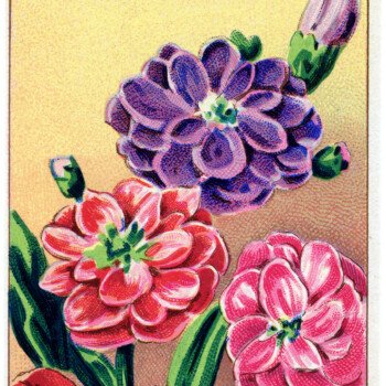 vintage French seed packet, vintage garden clipart, old fashioned seeds label, antique flowers clip art, free vintage ephemera graphics
