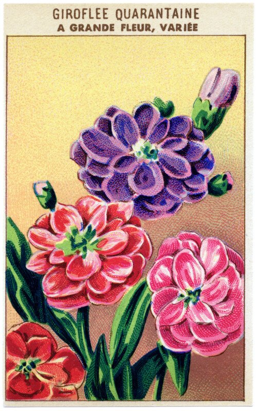 vintage French seed packet, vintage garden clipart, old fashioned seeds label, antique flowers clip art, free vintage ephemera graphics