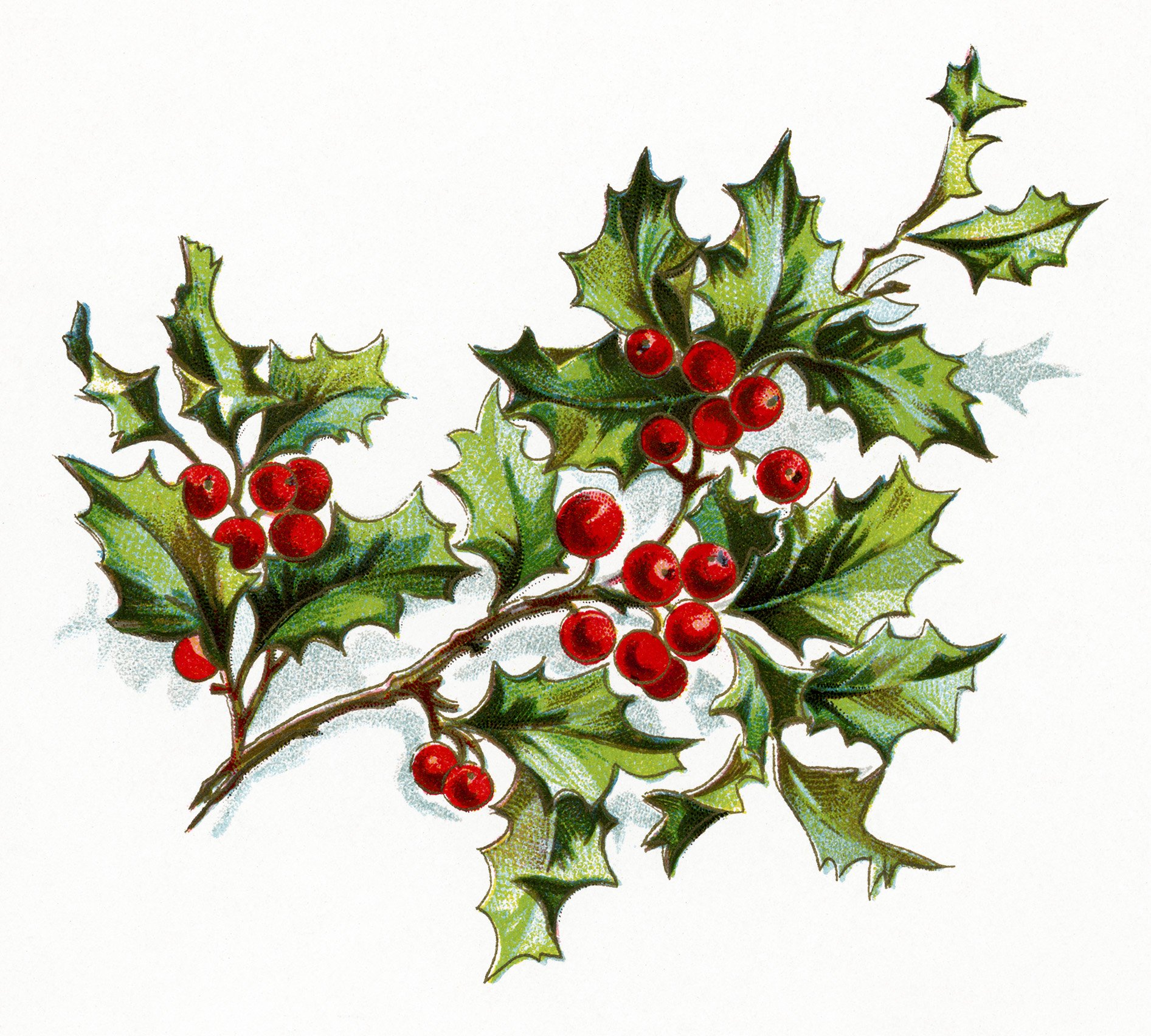 vintage christmas flower, holly and berries image, vintage floral clipart, old fashioned holiday clip art, christmas holly printable graphic