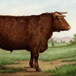 free vintage cow clipart, vintage bull image, mrs beeton prize shorthorn, old farm cattle graphics, printable animal illustration