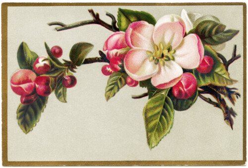 pink apple blossom, flowering apple tree branch, floral victorian card, free vintage ephemera, old fashioned printable card