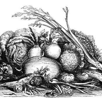 vintage fall harvest clip art, black and white clipart, display of vegetables image, garden veggies illustration, mrs beeton food graphic