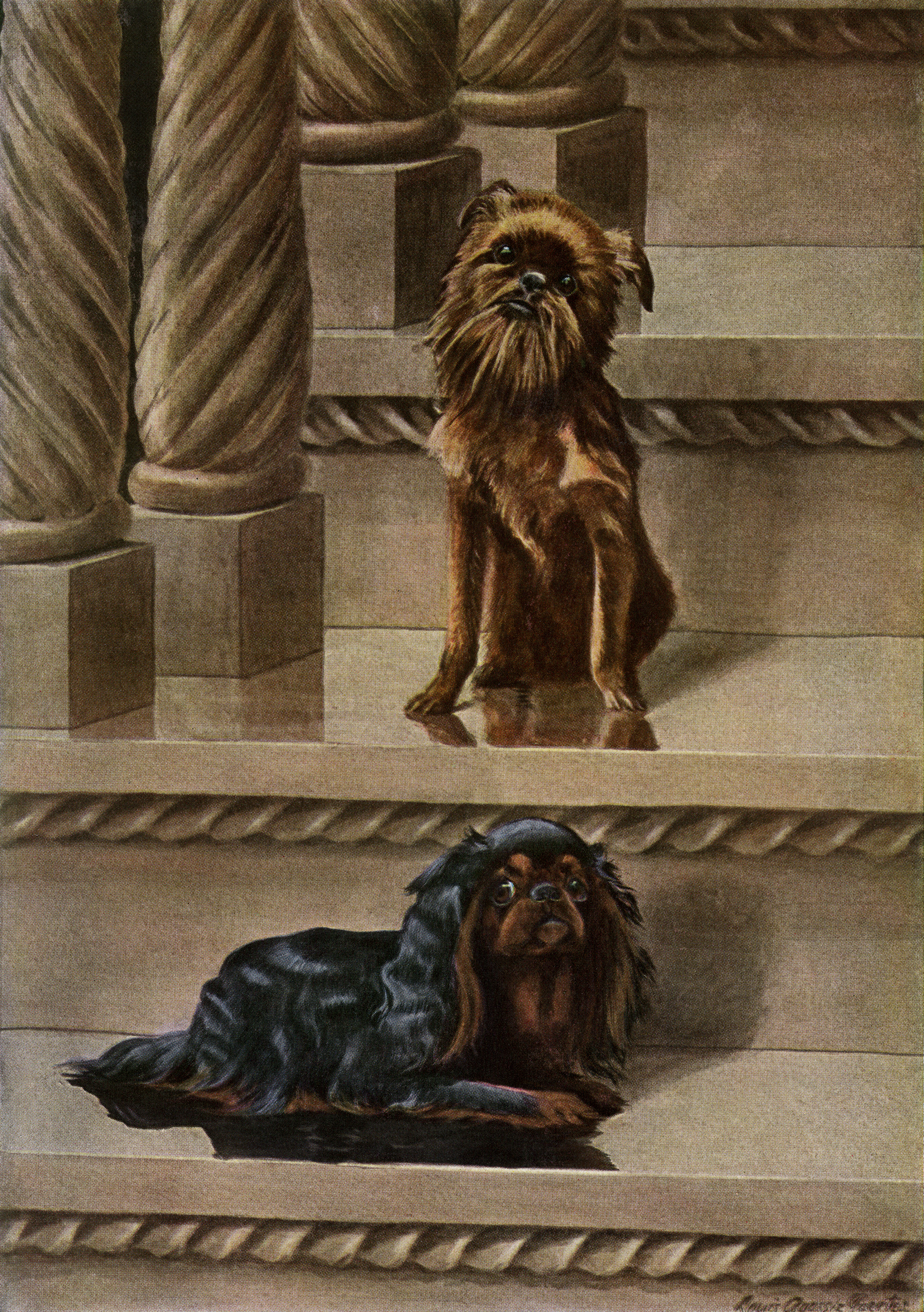 vintage dog image, louis agassiz fuertes, brussels griffon illustration, king charles spaniel graphic, printable dog art
