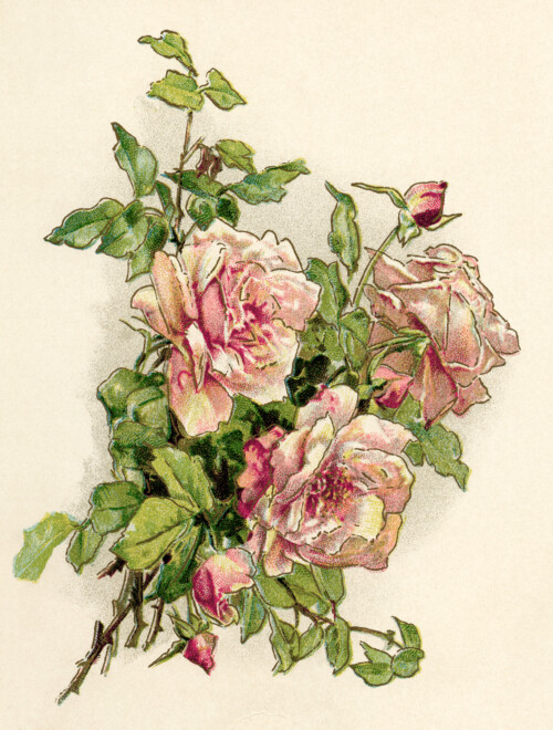 vintage roses clip art, old book page, ninth day poem, gems from holmes, pink roses image