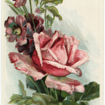 vintage rose image, old floral postcard, antique flower graphic, pink rose illustration, free vintage printable rose
