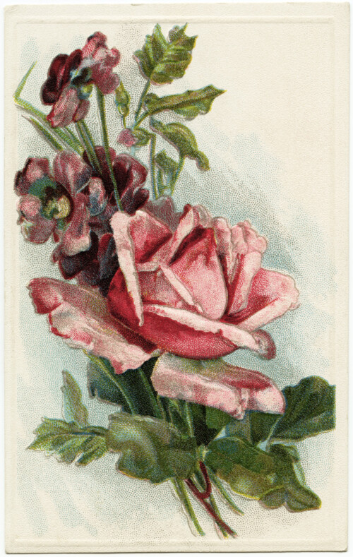vintage rose image, old floral postcard, antique flower graphic, pink rose illustration, free vintage printable rose