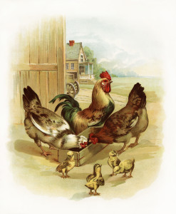 vintage rooster image, visit to the farm, chicken chicks illustration, farm animals clipart, barnyard animals