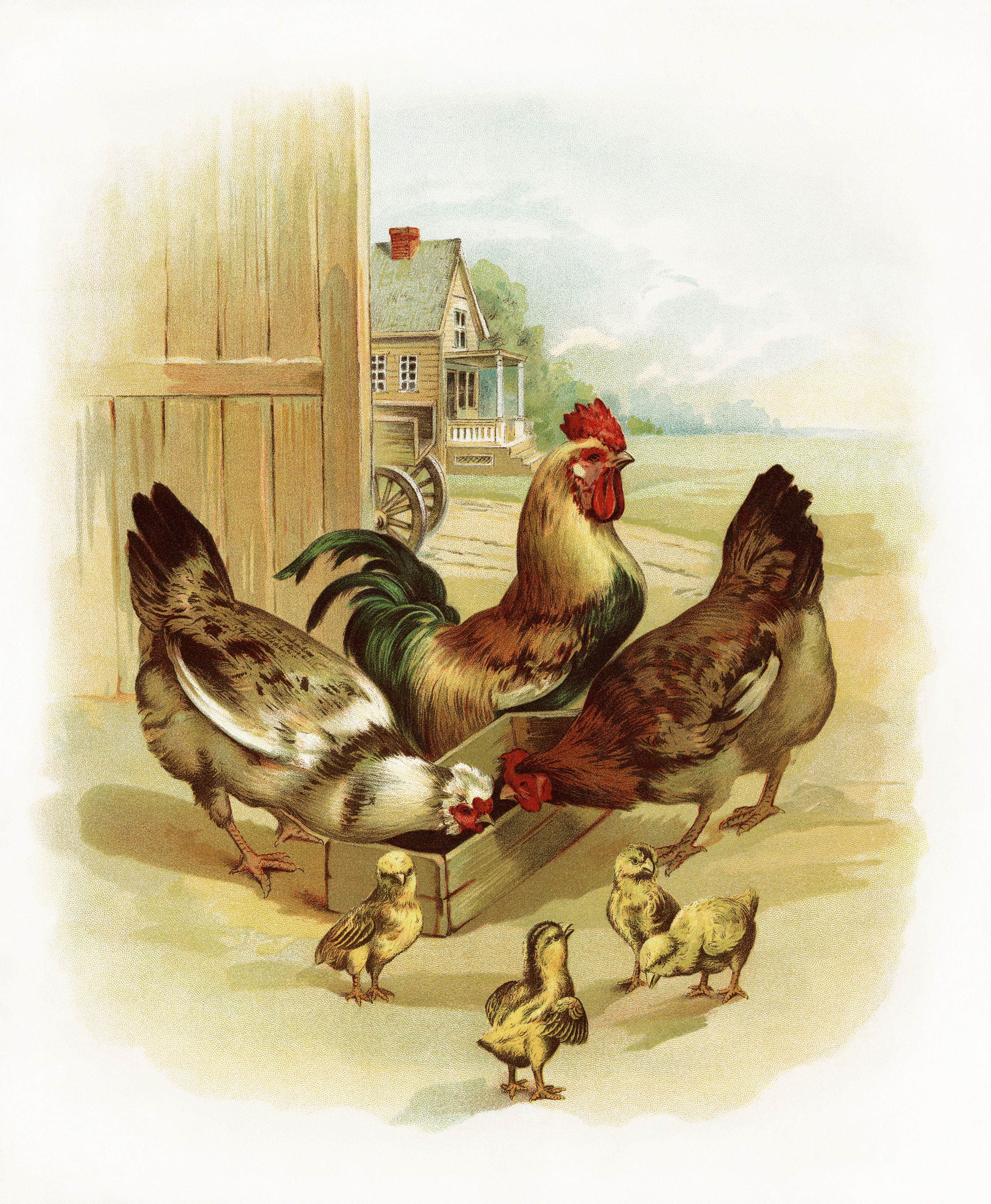 vintage rooster image, visit to the farm, chicken chicks illustration, farm animals clipart, barnyard animals