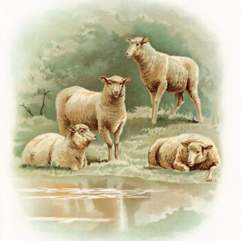 farm sheep image, vintage sheep art, visit to the farm, animals sheep lamb illustration