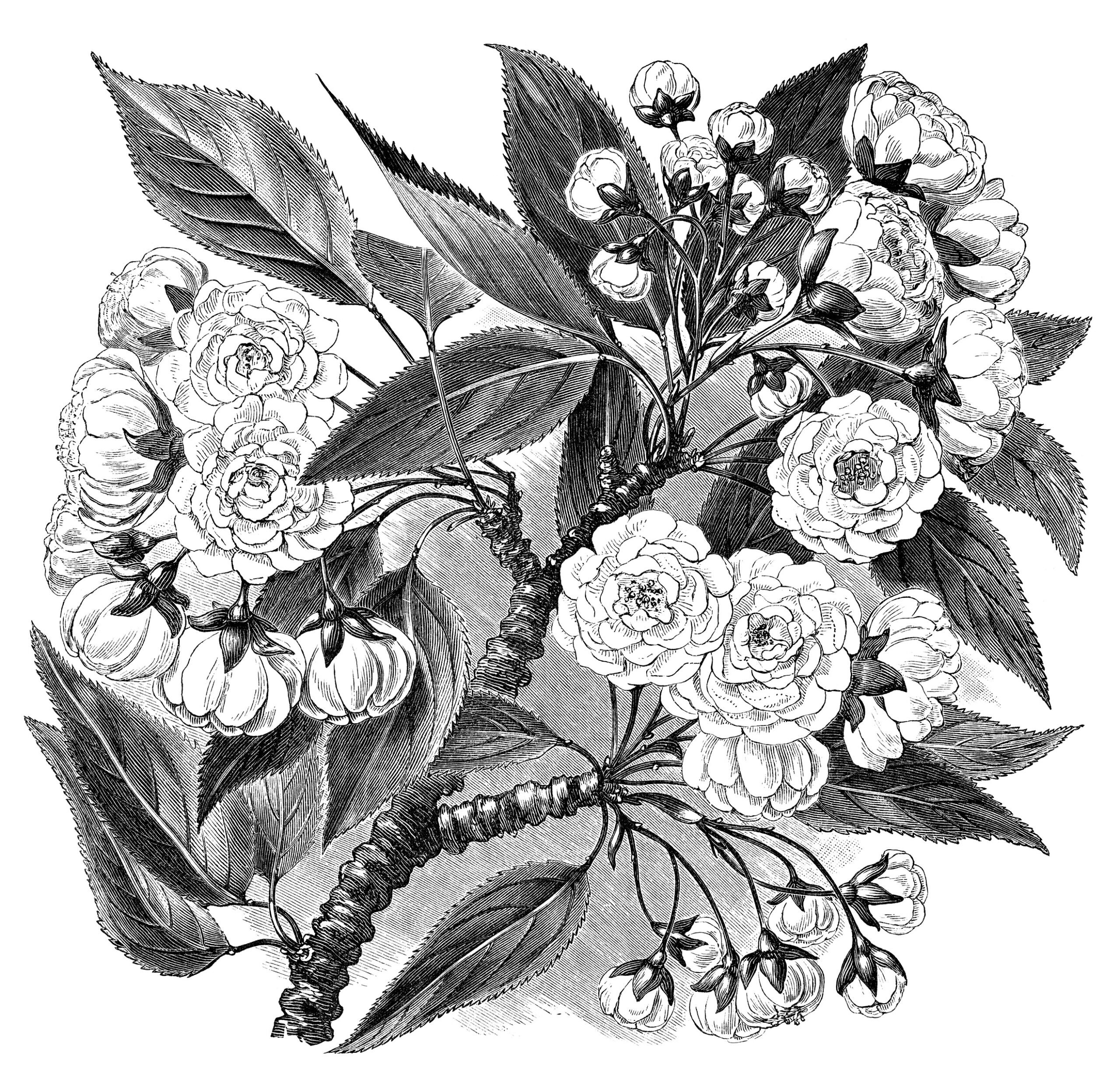 Chinese Cherry flowering branch, vintage flower clipart, black and white botanical clip art, branch with flower image, antique floral illustration