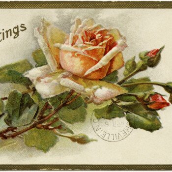 Free Vintage Image ~ Shabby Yellow Rose Greetings Postcard