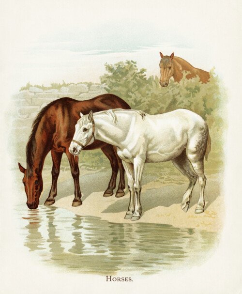 vintage horse image, farm horses illustration, aged storybook page, horses drinking water, visit to the farm