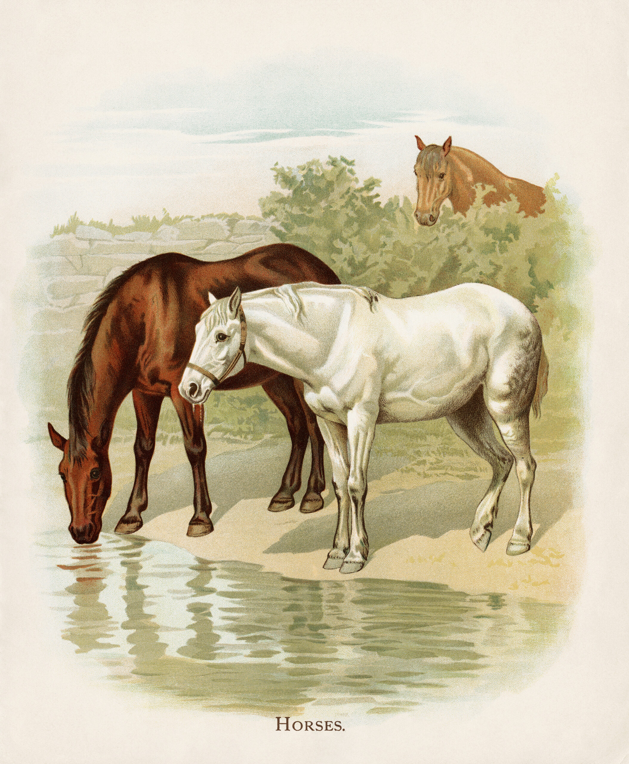 vintage horse image, farm horses illustration, aged storybook page, horses drinking water, visit to the farm