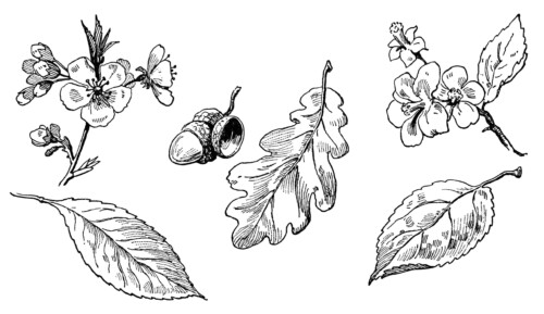 vintage leaf clipart, old school lesson, leaves and blossoms clip art, black and white image, leaf blossom flower acorn illustration