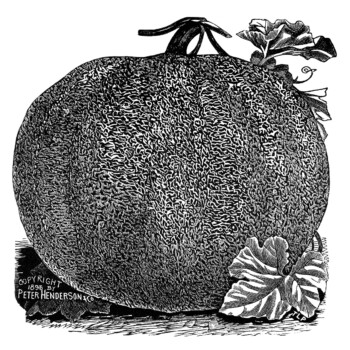 vintage pumpkin clip art, black and white clipart, winter pumpkin image, henderson pumpkin varieites, garden catalogue clip, printable garden graphics