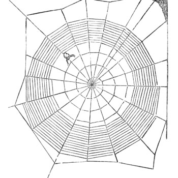 spiderweb clipart, vintage Halloween image, black and white clip art, spider on web illustration