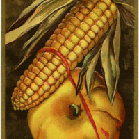 free vintage postcard graphic, thanksgiving clip art, corn pumpkin image, printable holiday card, digital fall graphics