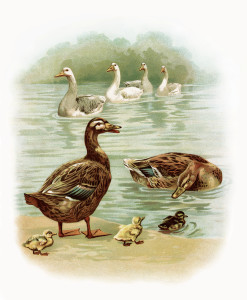 geese duck duckling illustration, farm animals image, antique storybook page, digital goose duck graphic, birds in water vintage clipart