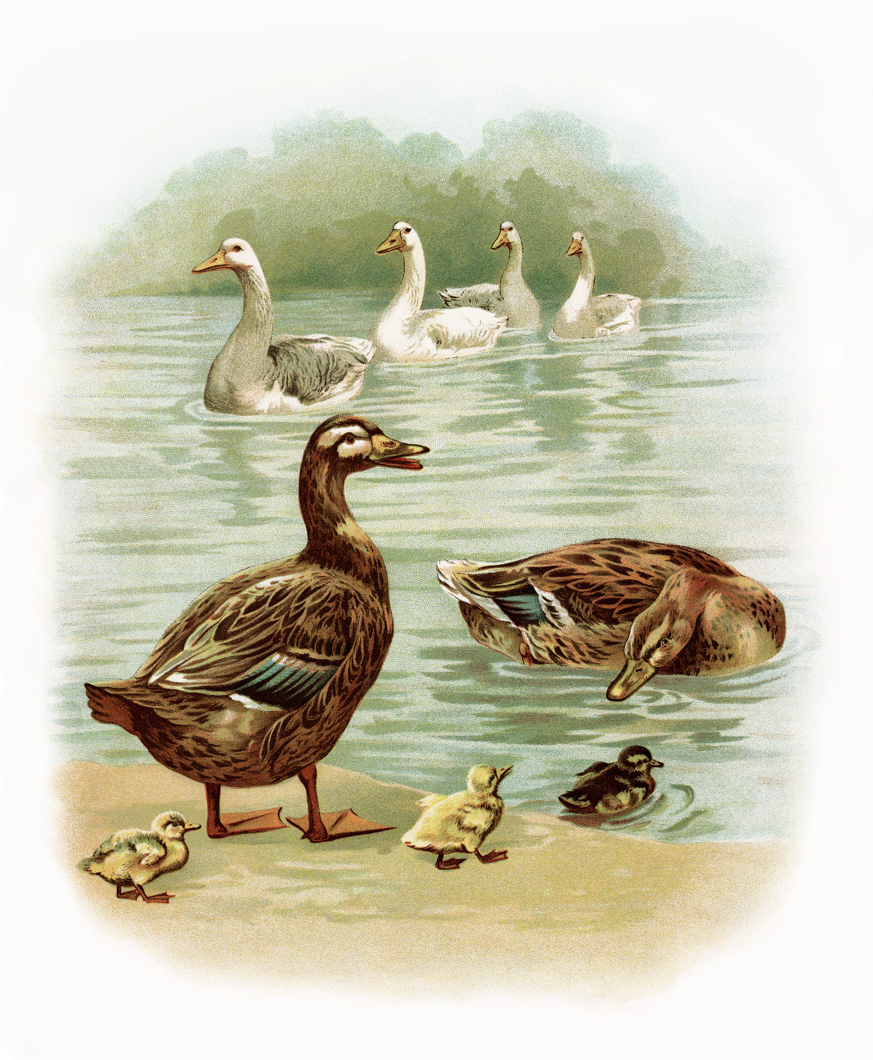 geese, duck, duckling illustration, farm animals image, antique storybook page, digital goose duck graphic, birds in water vintage clipart