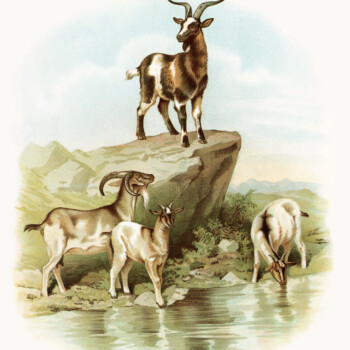 storybook goat image, vintage goat clipart, farm animal printable, visit to the farm, koerner Hayes 1896