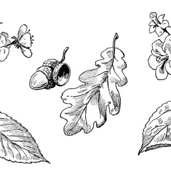 vintage leaf clipart, old school lesson, leaves and blossoms clip art, black and white image, leaf blossom flower acorn illustration