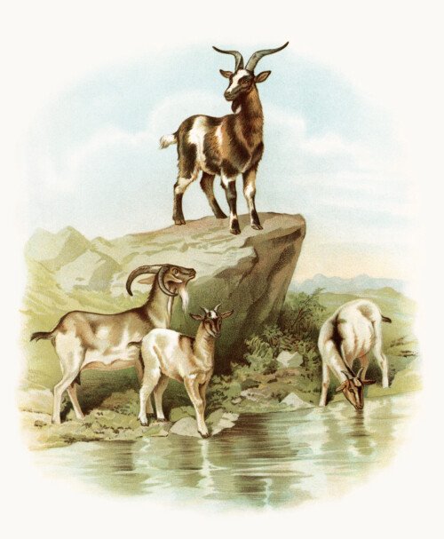 storybook goat image, vintage goat clipart, farm animal printable, visit to the farm, koerner Hayes 1896