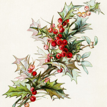 holly berries clip art, christmas greenery, holiday botanical image, vintage printable christmas, digital mistletoe and holly illustration
