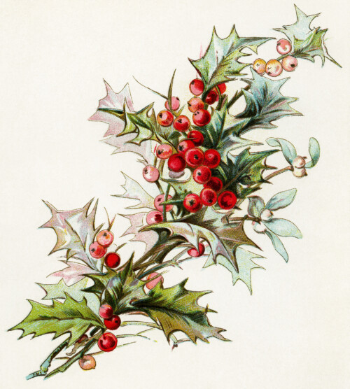 holly berries clip art, christmas greenery, holiday botanical image, vintage printable christmas, digital mistletoe and holly illustration