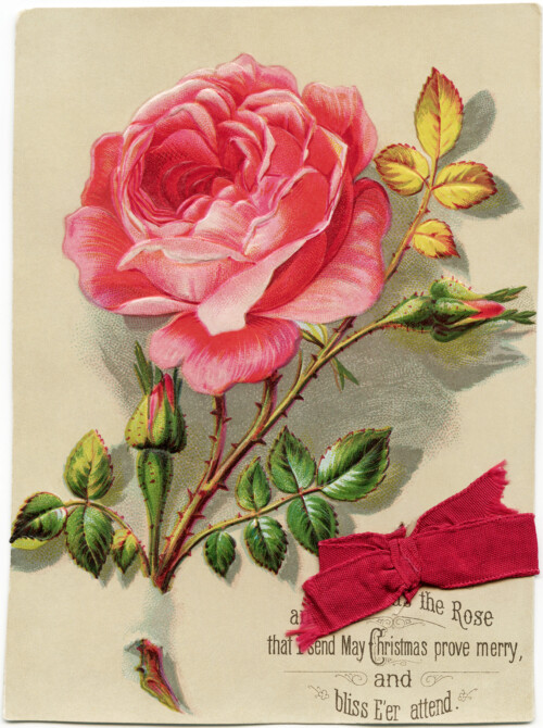 victorian christmas card, old fashioned floral image, pink rose graphic, vintage printable holiday image, antique christmas clip art