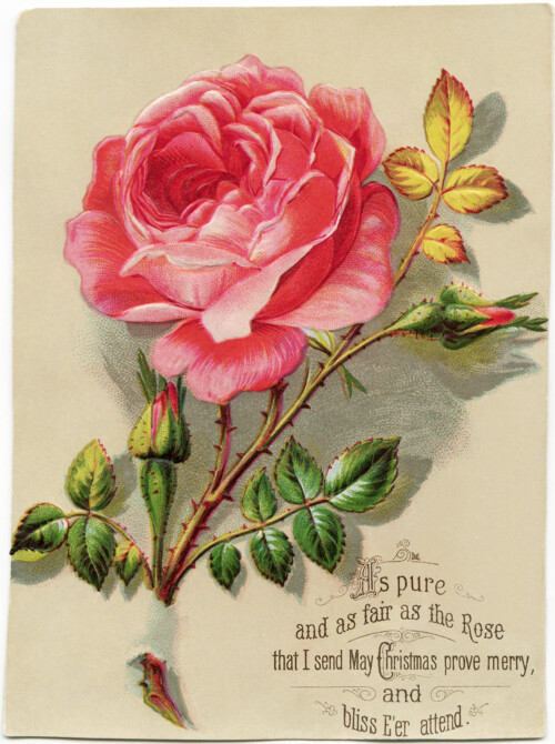 victorian christmas card, old fashioned floral image, pink rose graphic, vintage printable holiday image, antique christmas clip art