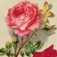 Free vintage clip art Christmas card pink rose