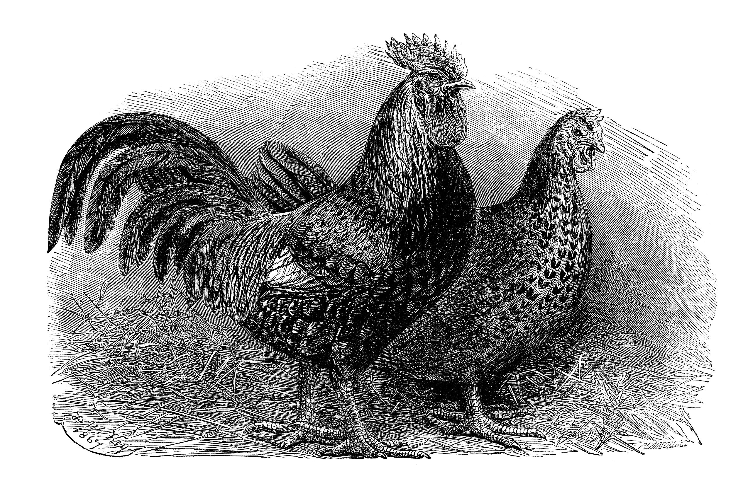 vintage chicken clip art, black and white clipart, dorking illustration, rooster hen printable, farm animal graphics