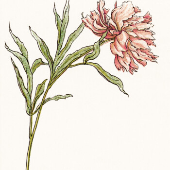 kate greenaway flower, pink peony clipart, free vintage floral image, storybook flower illustration, vintage garden printable