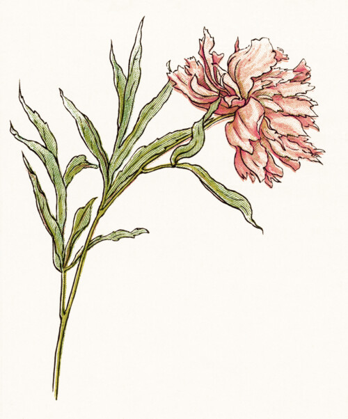 kate greenaway flower, pink peony clipart, free vintage floral image, storybook flower illustration, vintage garden printable