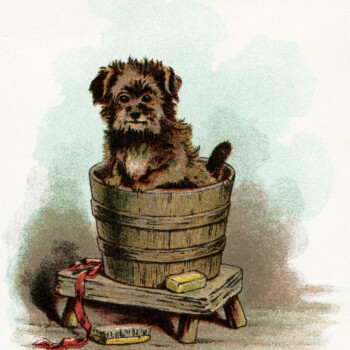 puppy bath, vintage puppy clipart, dog in tub, vintage dog image, old fashioned dog graphic