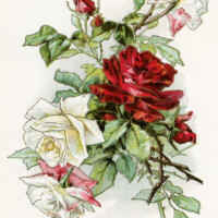 vintage clipart rose, red white roses image, vintage flowers printable, old fashioned floral illustration, free digital download rose
