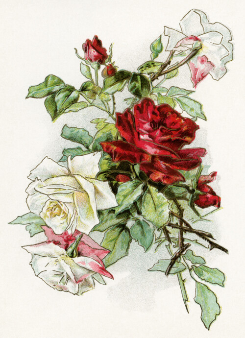 vintage clipart rose, red white roses image, vintage flowers printable, old fashioned floral illustration, free digital download rose