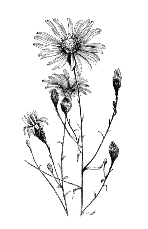 vintage flower clipart, black and white clip art, aster flower illustration, printable floral picture, aster turbinellus botanical image